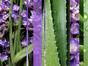 With Love, Aloe Body Butter