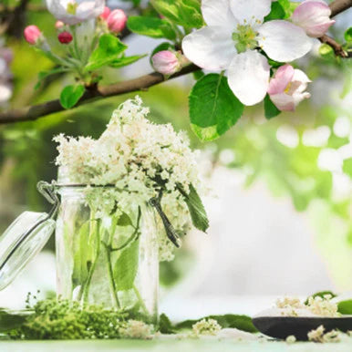Elderflower Body Oil