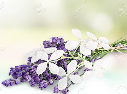 Lavender & Jasmine Herb Infused Hair Oil