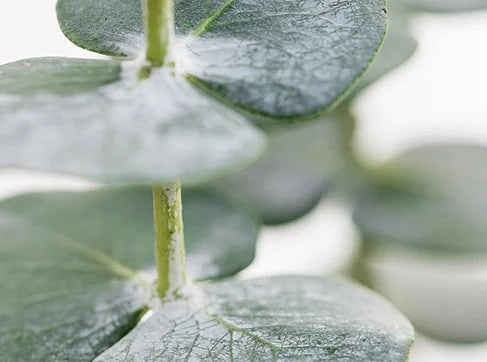 White Eucalyptus Bath Bar