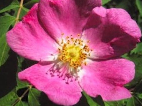 Wild Rose Body Oil