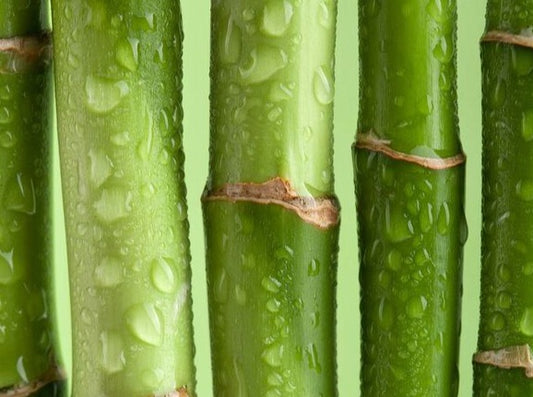 Fresh Bamboo Bath Bar