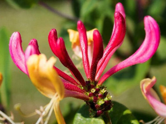 Heavenly Honeysuckle Body Butter