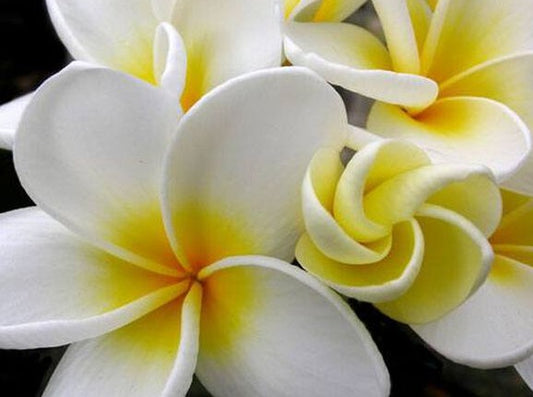 Plumeria Body Butter