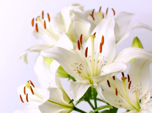 White Lily and Aloe Body Butter