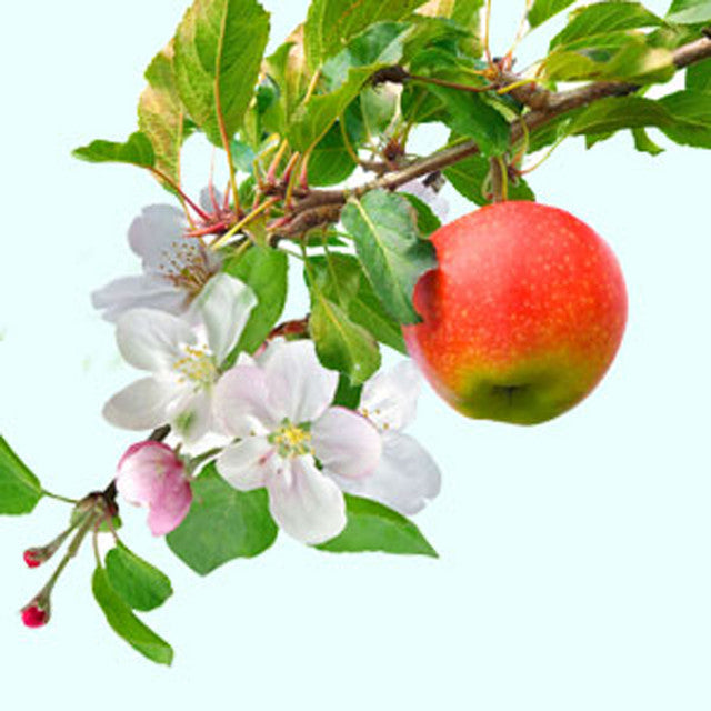 Apple Orchard Body Oil
